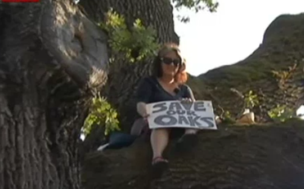 NSA Teacher Protests in Attempt to Save a Tree